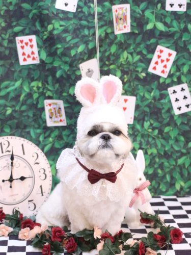 20250420みたらしちゃん